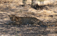 Selous