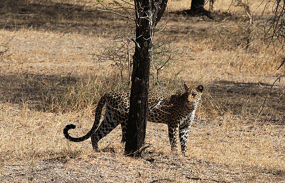 Selous