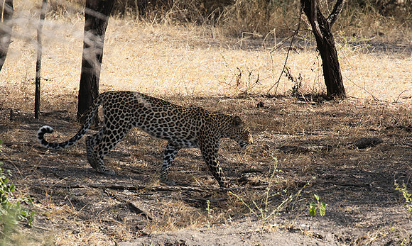 Selous