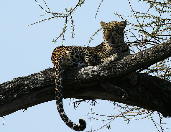 Serengeti - Grumeti Private Reserve