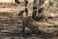 Selous