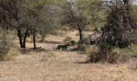 Selous
