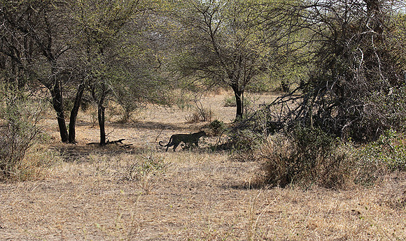 Selous