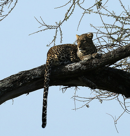 Serengeti - Grumeti Private Reserve