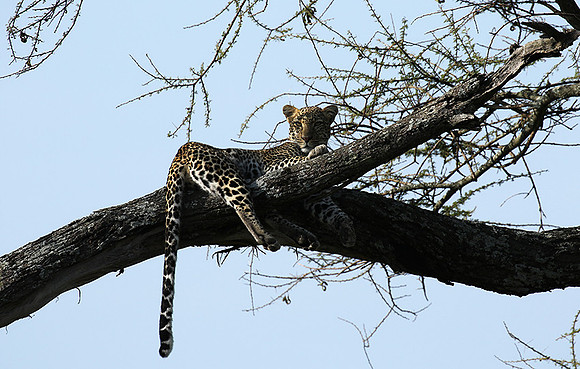 Serengeti - Grumeti Private Reserve