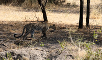 Selous