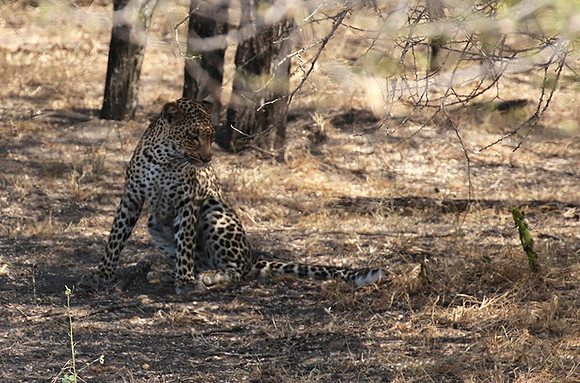 Selous