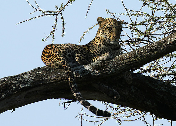Serengeti - Grumeti Private Reserve