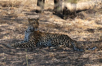 Selous