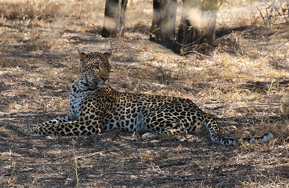 Selous