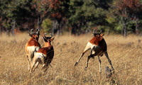 Lichtenstein hartebeest - Kafue NP