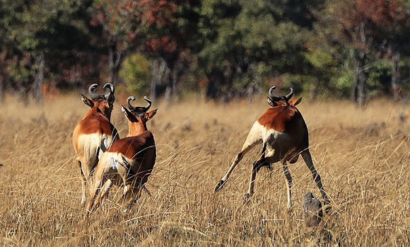 Lichtenstein hartebeest - Kafue NP