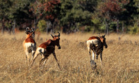 Lichtenstein hartebeest - Kafue NP