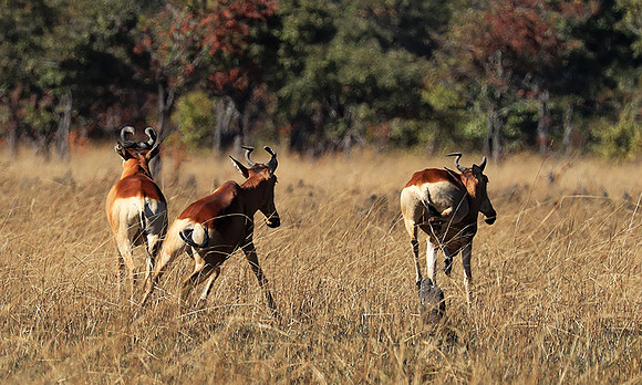 Lichtenstein hartebeest - Kafue NP