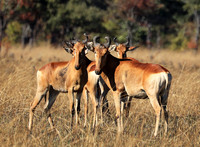 Lichtenstein hartebeest - Kafue NP