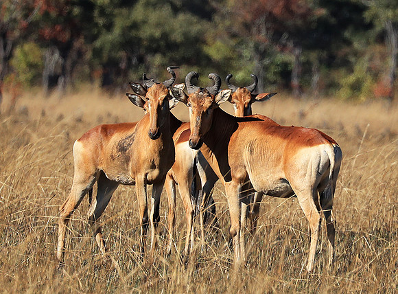 Lichtenstein hartebeest - Kafue NP