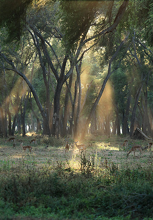 Lower Zambezi NP