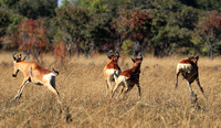 Lichtenstein hartebeest - Kafue NP