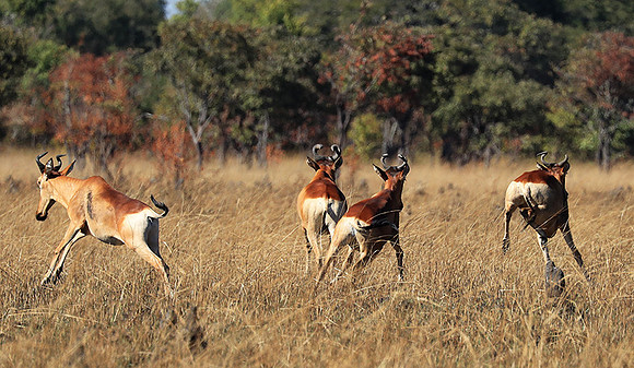 Lichtenstein hartebeest - Kafue NP