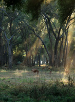 Lower Zambezi NP