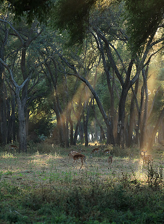 Lower Zambezi NP
