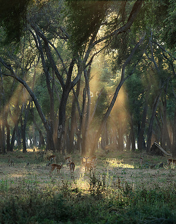 Lower Zambezi NP