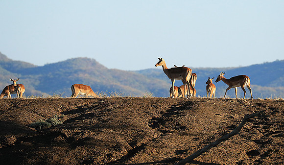 Lower Zambezi NP
