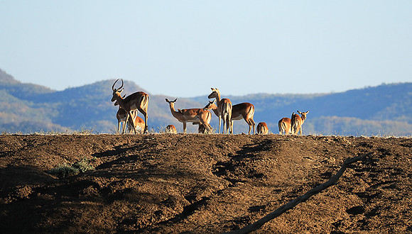 Lower Zambezi NP
