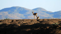 Lower Zambezi NP