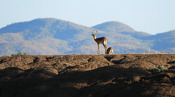 Lower Zambezi NP