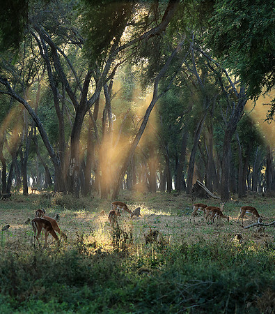 Lower Zambezi NP