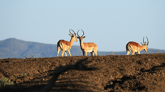 Lower Zambezi NP