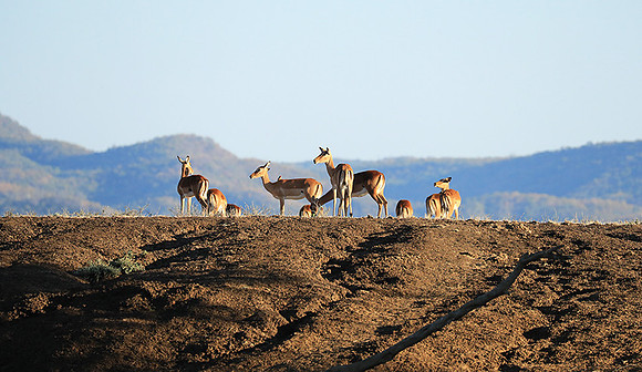 Lower Zambezi NP