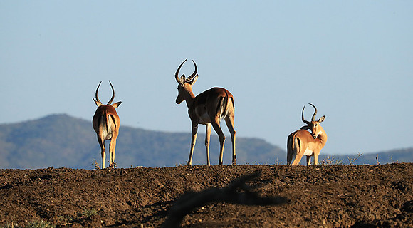 Lower Zambezi NP