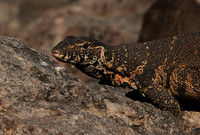 Monitor lizard - Hwange NP