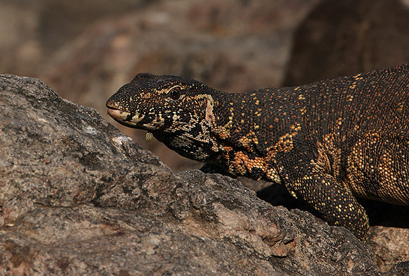 Monitor lizard - Hwange NP