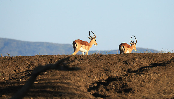 Lower Zambezi NP