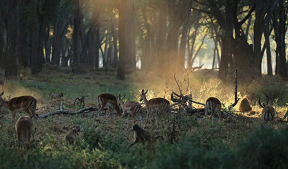 Lower Zambezi NP
