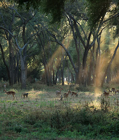 Lower Zambezi NP