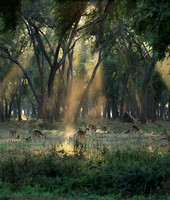 Lower Zambezi NP
