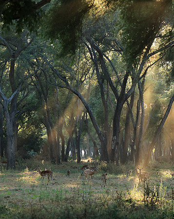 Lower Zambezi NP