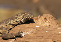Monitor lizard - Malilangwe wildlife reserve