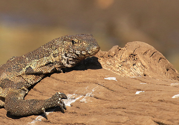 Monitor lizard - Malilangwe wildlife reserve