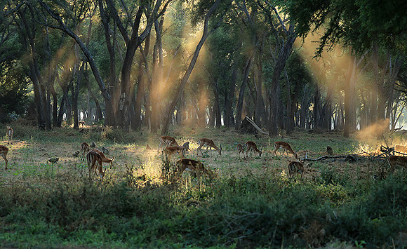 Lower Zambezi NP