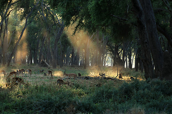 Lower Zambezi NP