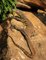 Monitor lizard - Malilangwe wildlife reserve