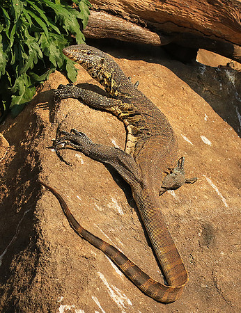 Monitor lizard - Malilangwe wildlife reserve