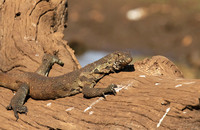 Monitor lizard - Malilangwe wildlife reserve