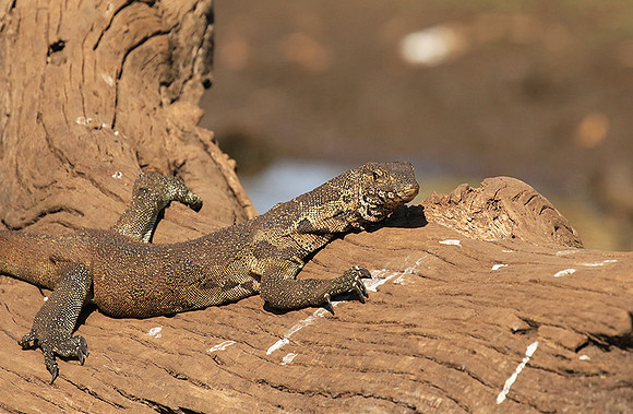 Monitor lizard - Malilangwe wildlife reserve