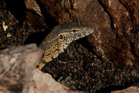 Monitor lizard - Hwange NP